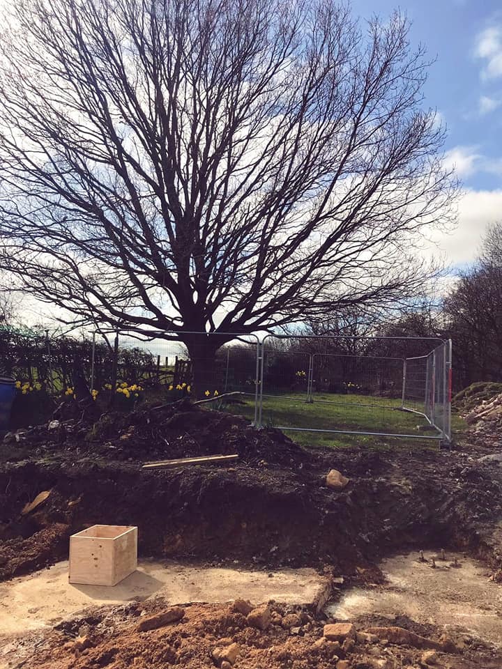 Making sure we look after our much loved Oak Tree